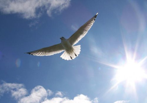 Страх свободы