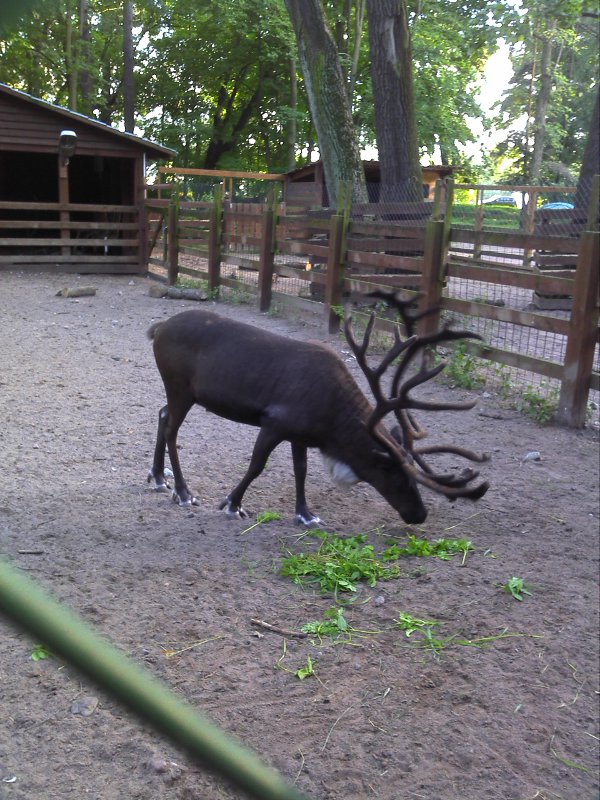 Оленьи рога